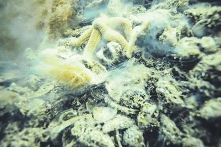 Müsilaja karşı temizlik, hız kesmeden devam etti: Sahildeki müsilaj yoğunluğu yine arttı-2