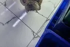 Kayseri'de köpeği defalarca direğe vurarak yaralayan şahıs gözaltına alındı
