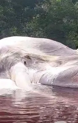 15 metrelik gizemli canlı