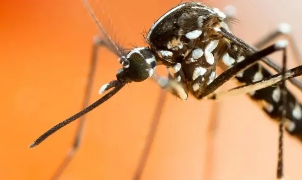 istanbulda-buyuk-tehlike-zika-virusu-bulastiran-aedes-sivrisinegi-nedir-aedes-sinegi-isirigi-belirtileri-neler-1659529488822.jpg İstanbul'da büyük tehlike! Zika virüsü bulaştıran Aedes sivrisineği nedir? Aedes sineği ısırığı belirtileri neler, nasıl anlaşılır? Zika virüsü öldürür mü?-3