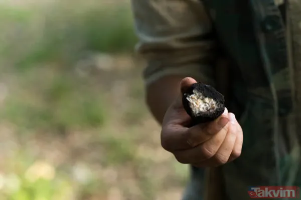 Köpekler buluyor! KİLOSU 72 BİN TL! Siz de toplayıp para kazanabilirsiniz! Türkiye'de 225 kilo bulunuyor! - 12