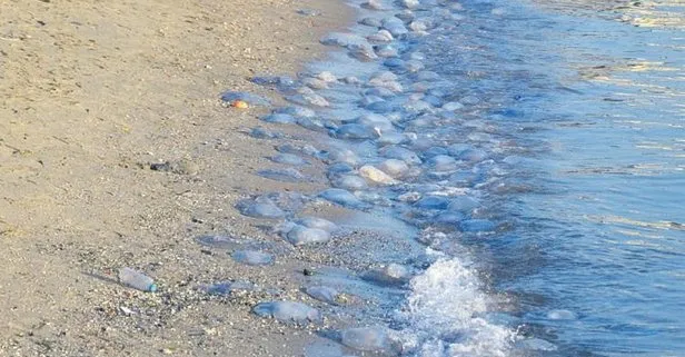 Avcılar sahile denizanaları vurdu, Siirt’te derin yarıklar oluştu