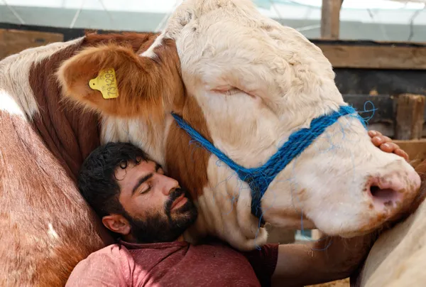 kurban-bayrami-icin-eruzurumdan-istanbula-getirdigi-bogasiyla-uyuyor-1626336376254.jpg Kurban Bayramı için Erzurum'dan İstanbul'a getirdiği boğasıyla uyuyor-3