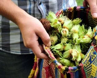 Ordu’da fındık hasadı erken başladı