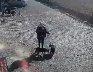 Asiye Ateş'ten sonra bir pitbull dehşeti daha! Dehşet anları anbean kamerada!
