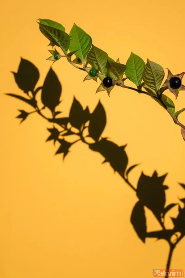 Kafeslenmiş Bitkiler Kafeslenmiş Tehlike 🔹Bahçede En Riskli Türler Özel Alanlarda Tutuluyor. Mandragora (Adamotu), Risin Üreten Ricinus Communis Türleri Ve...