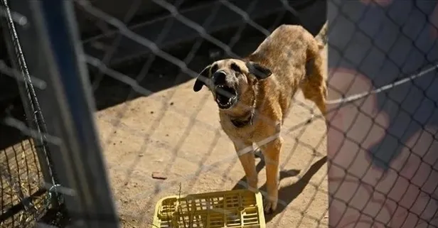 CHP'nin sokak hayvanları düzenlemesini engelleme girişimi yine tutmadı: Yüksek mahkeme itiraza noktayı koydu!