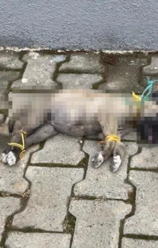 Kayserı’de vahşet