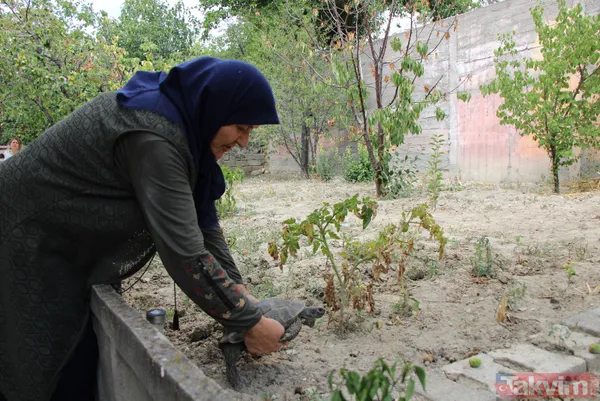 15 yıldır bakıyor! 70 yaşındaki Zekiye Artut 3 kaplumbağa sahibi - 12