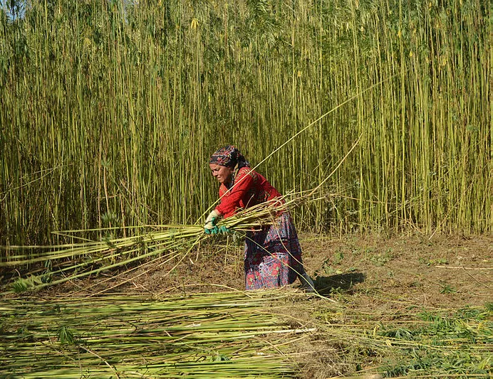 Kenevir hasadı başladı