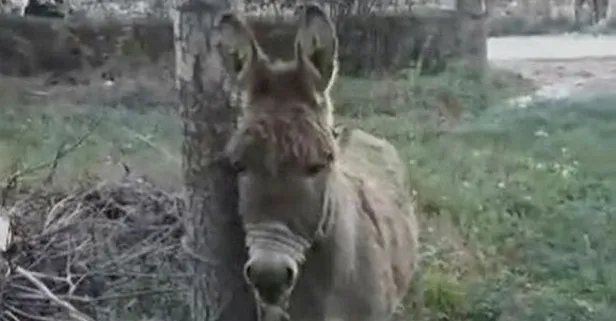 Kayseri'de ilginç olay! Başıboş eşek yoldan geçen kadını ısırdı