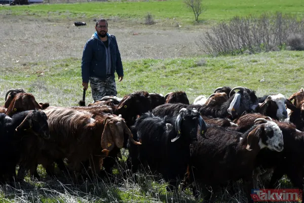 Müteahhitliği bıraktı! Keçi çiftliği kurdu! Süt siparişlerine yetişemiyor - 4