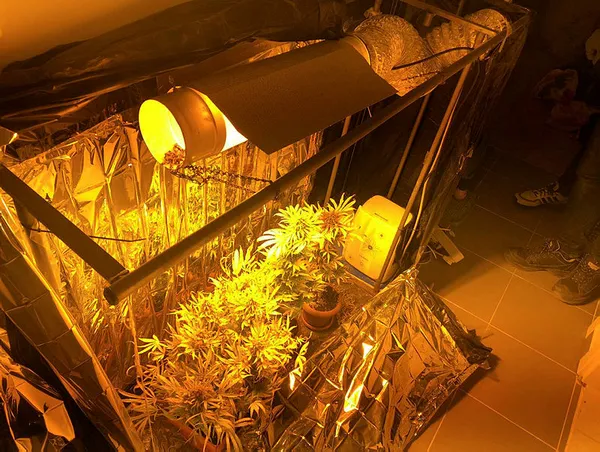 Eskişehir'de uyuşturucu operasyonu! Evde keneviri böyle yetiştirmişler-1