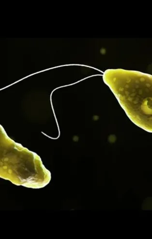 Beyin yiyen amip nedir? Beyin yiyen amip belirtileri neler? Beyin yiyen amip Türkiye’de var mı?