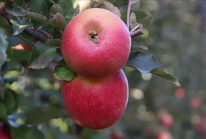 Elmayla dişler keskin