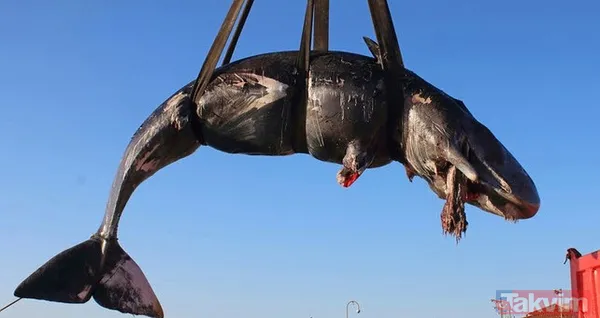 Midesine güvenenler baksın! Kulak ağrısıyla hastaneye giden adamın kulağından çıkanlar dünyayı şoke etti - 16