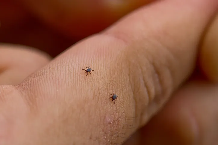 Lyme hastalığı nedir? AIDS'ten bile tehlikeli olan lyme hastalığı bulaşıcı mıdır? Lyme hastalığı tedavi edilebilir mi?  - 8