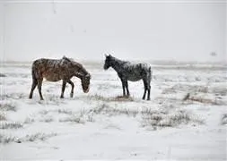 Mevsimin ilk karı yağdı