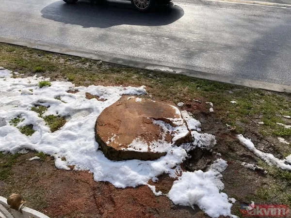 İBB'nin ağaç katliamı karşısında kafasını kuma gömenlere tepki! "Muhalefet keserse ağaçlar hasta, hükümet keserse doğa düşmanı..." - 21