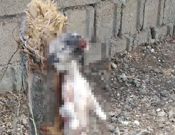 Köpeğin ayaklarını bağlayıp öldürdüler