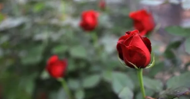 Kırmızı gül serada 5 çiçekçide 15 lira