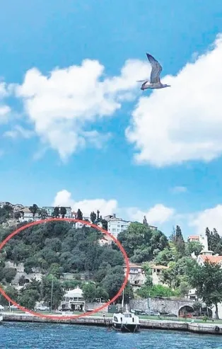 Koç Holding'in tarih ve ağaç katliamına sosyal medyadan tepki