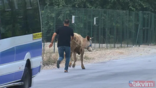 'Firar eden kurbanlıklar' haberleri gelmeye başladı! Boğa bir kişiyi düşürdü koçlar trafiği karıştırdı - 4