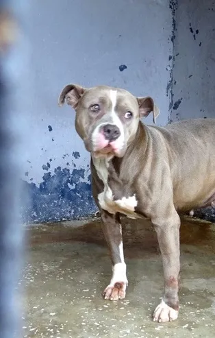 Avcılar'da korku yaşatan pitbull barınakta