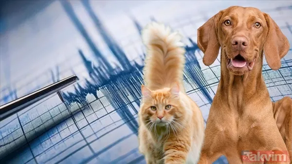 Hayvanların Depremi Önceden Hissedip Hissetmediği Hala Bilimsel Olarak Kesinleşmiş Bir Konu Olmasa Da, Birçok Evcil Hayvanın Tuhaf Davranışlar Sergileyerek...