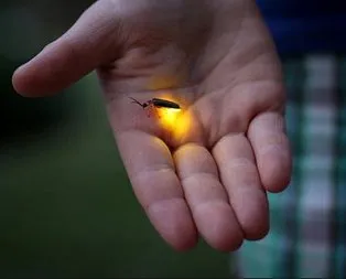 Rüyada ateşböceği görmek ne anlama gelir?