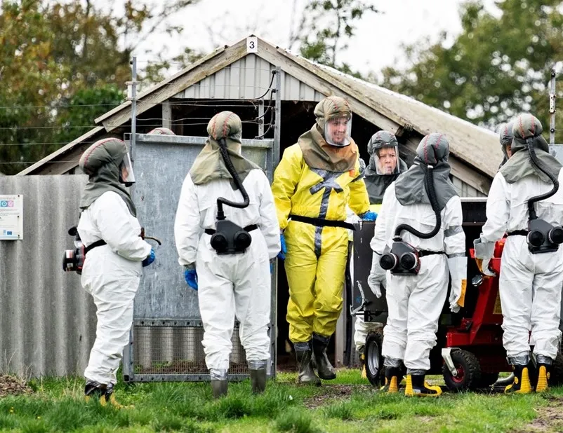 Koronavirüs mutasyona uğradı! 17 milyon vizon öldürülecek