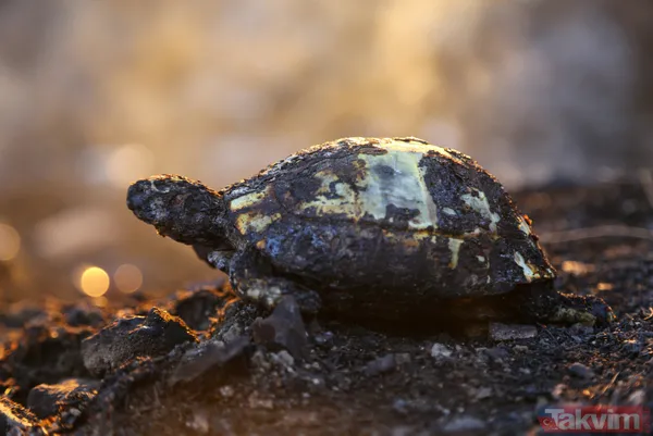 Antalya Manavgat'ta yangın felaketi! Acı haber geldi: 3 kişi hayatını kaybetti - 45