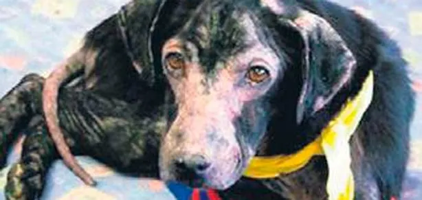 Bu Adam’ın insana alerjisi var