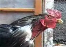 Acıkınca anne diyor!