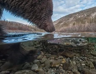 Gelmiş geçmiş en güzel hayvan fotoğrafları