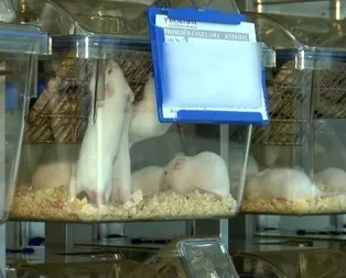 Varyant virüste korkutan fare gelişmesi