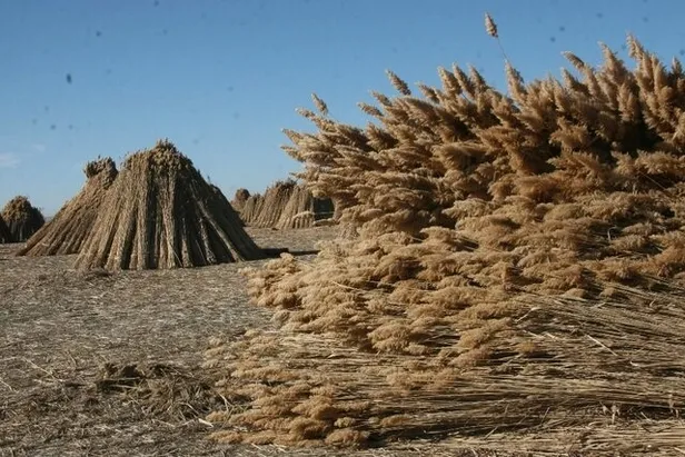 Bu köyün sakinleri paraya para demiyor! Bir haftada 500.000 TL kazandılar! Bu işin getirisi çok yüksek-4