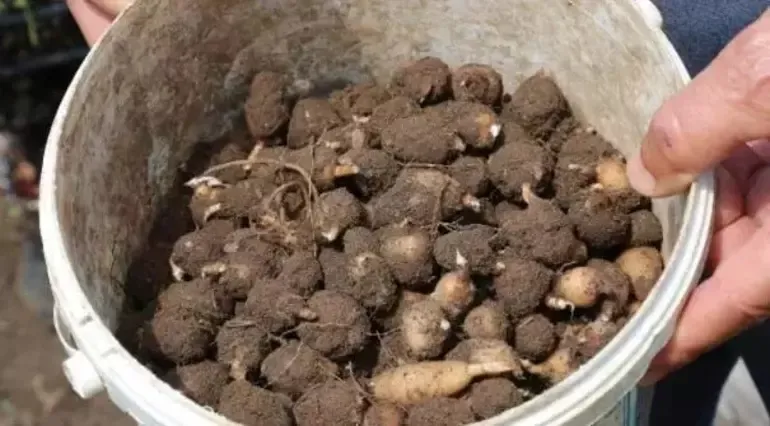 cocukken-yaylada-gorup-bahcesine-ekmisti-simdi-1-donumden-200000-tl-kazaniyor-1730801122523.jpeg (Takvim Foto Arşiv)