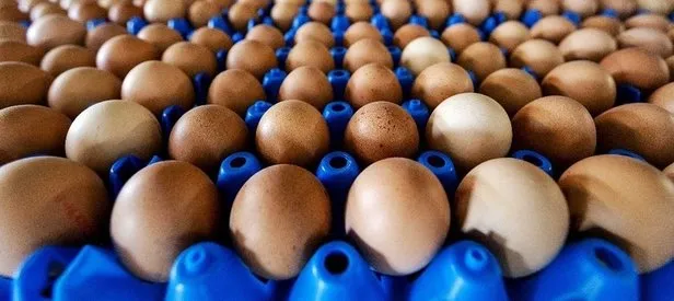 Zehirli yumurta skandalı Avrupa’yı karıştırdı