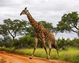 Rüyada zürafa görmek ne anlama gelir?