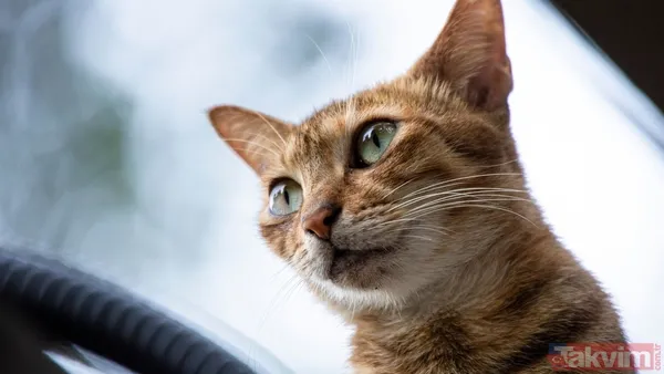 Türkiye sandınız ama değil! 74 milyonla dünyanın en çok kedi besleyen ülkesi açıklandı - 13