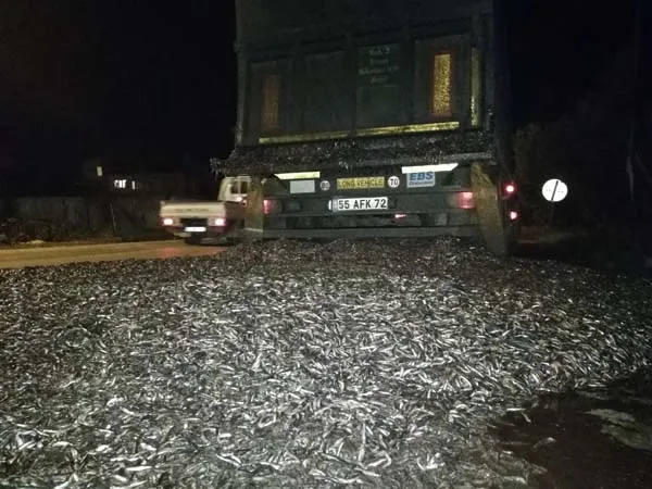 Bursa'da tonlarca hamsi yola saçıldı - 3