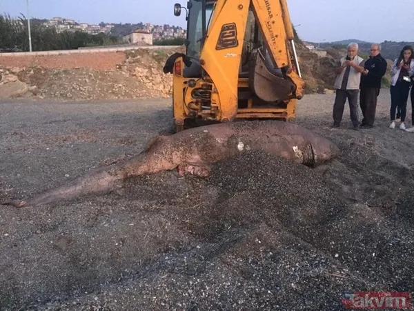 Görenler şoke oldu! İzmir'de karaya vurdu - 4