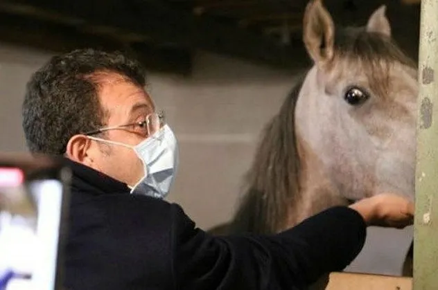 CHP'li İBB'nin kayıp atlar skandalında son dakika gelişmesi: O müdürün memurluktan ihracı istendi