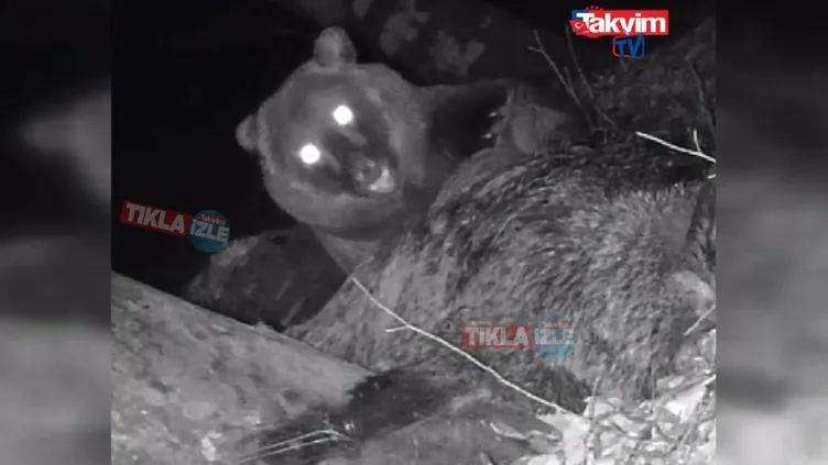 VİDEO İZLE: Domuz yiyen boz ayı kamerada!
