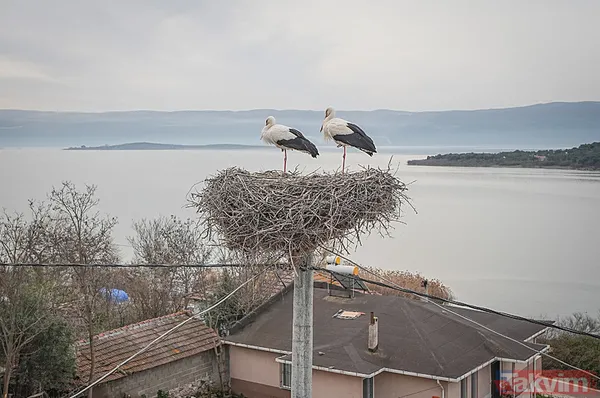 Yaren Leylek geldi: 14 yıl oldu! Yine Adem Yılmaz'ın kayığına kondu - 8