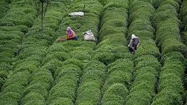 2025 yılı yaş çay fiyatı belli oldu!