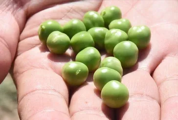 Alzheimer’a bezelye yeter