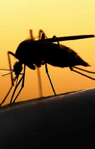 Uzman isimden korkutan sivrisinek uyarısı! Yaz aylarında...