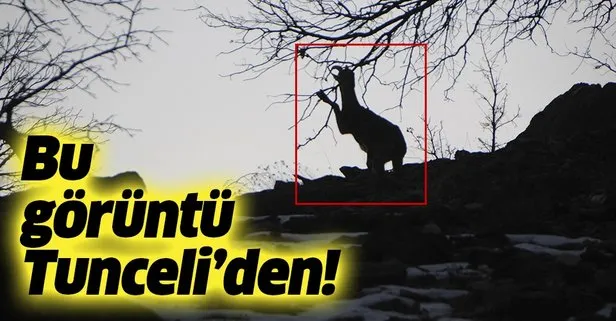 Tunceli’de yiyecek bulmakta zorlanan dağ keçisi sürüsü ilçeye indi